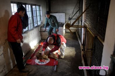„Четири лапи” спасява животните от Холандия и Румъния