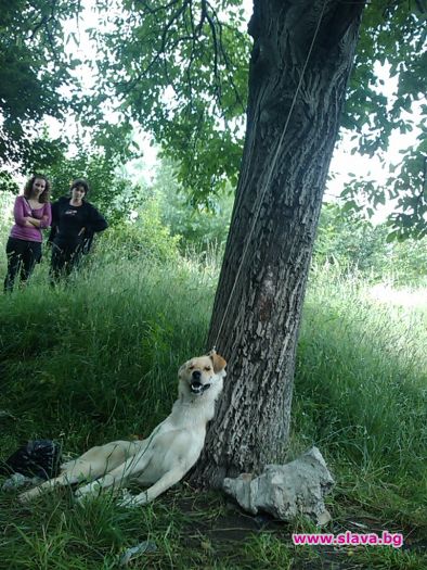 Ново зверство: обесиха куче в София