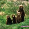 10 мечки бродят из Витоша