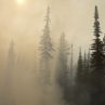 Пепел се сипе над Бистрица, гори жива гора 