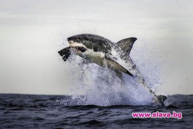 Уникално: Заснеха лова на бялата акула