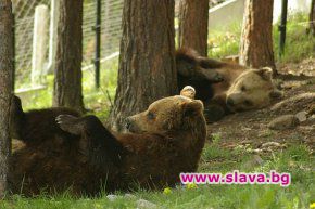 Платен вход за посетители в Парка за танцуващи мечки от август