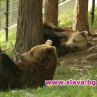 Платен вход за посетители в Парка за танцуващи мечки от август