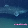Гренландската акула е най-дълголетното гръбначно на Земята