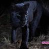 Рядък африкански черен леопард, сниман за първи път от над 100 години