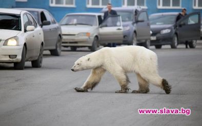 Полярна мечка обикаля руски град