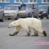 Полярна мечка обикаля руски град