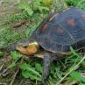 Над 60 застрашени костенурки изчезнаха от зоопарк в Япония