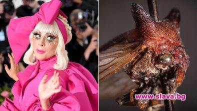 Кръстиха новооткрито насекомо на Лейди Гага