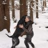 Борба с куче пробва Карамазов