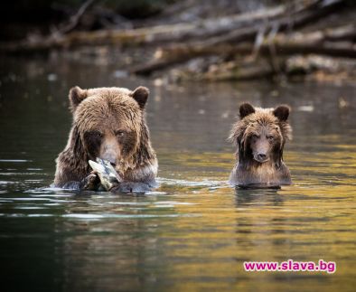 Сезон на мечките по Viasat Nature през юни