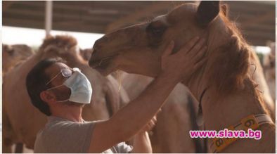 Защо клонирането на камили е голям бизнес в Дубай