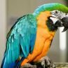 Говорещ папагал разкри мръсна тайна