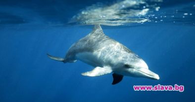 Делфин рани плувци при рядко нападение на плажа
