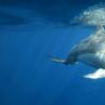 Делфин рани плувци при рядко нападение на плажа