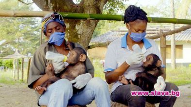 Гледаме сериал за спасените шимпанзета от Конго през август