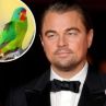 Леонардо ди Каприо натиска Австралия да спаси застрашен папагал