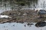 Бясно строителство уби лебеди