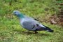 Пощенски гълъб бе продаден за 170 хиляди евро