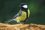 Parus major