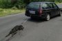 Светът полудя: Наказание за изверга, влачил куче!