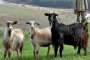 До 10 дни „синият език” може да обхване цялата страна, прогнозират от БАБХ