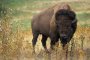 Бизон почина в столичния зоопарк