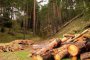 Над два пъти е нараснал износът ни на дървесина за страни от ЕС