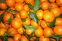 Плъзнаха отровни мандарини по магазините