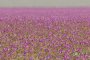  Пустинята Атакама се превърна в море от диви цветя