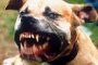  За пореден път: Питбул нахапа 4-годишно дете и баба му