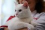   Глух котарак ще предсказва срещите на Световното
