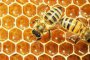  60% спад на добива на мед за 2018 г.
