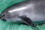 Калифорнийската морска свиня е на път да изчезне 