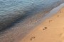   Морето изхвърли умряло диво прасе край Градина 