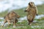  Снимка на изплашен мармот спечели Wildlife Photographer of the Year 2019