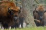  Бизоните се върнаха в Родопите