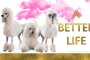   A Better Life с премиера в ДНК