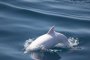 Откриха в Черно море делфин албинос