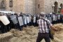 Бали сено срещу щитове