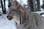   Австралийски мегазоопарк по Viasat Nature през юли