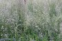 2 метра трева