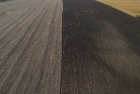 По това време през България преминава по-голяма част от популацията в Европа или около 300-400 000 щъркели.