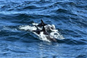 фото на деня