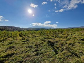 Истината може да се види с просто око и тя е прекрасна – и дървета има, и са наистина много, и облагородяват зоната на бившето смръдливо сметище.
