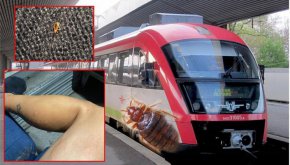 Борбата с нашествието на тези насекоми може да бъде изключително сложна, а гаранция за пълното им унищожаване няма, уточнява ученият.