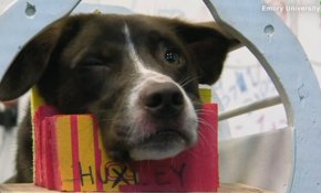 "Обича ли ме кучето ми?"
