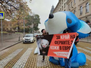 На 1 юни бившият министър на околната среда Борислав Сандов издаде заповед, подкрепена с хиляди становища на граждани, която забраняваше развъждането и вноса на американски норки в България