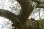 Източен чинар (Platanus orientalis)