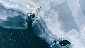 Бялата мечка беше само далечна точица в замръзналата бяла шир. Филмов екип започна да я следи от разстояние, като постепенно се приближаваше. Изведнъж мечката долови миризма и промени посоката си - екипът я последва с надеждата, че това ще доведе до кадри от убийството. Мечката спря до една тюлена дупка в леда и започна да чака. Екипът също.
